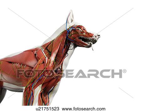 Stock Image - Dog anatomy, illustration. Fotosearch