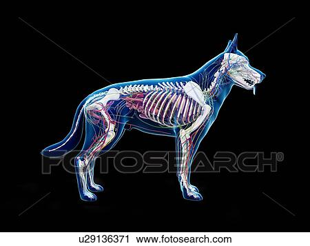 Stock Image - Dog anatomy, illustration. Fotosearch