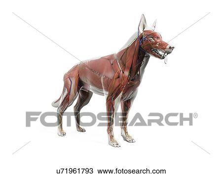Stock Image - Dog anatomy, illustration. Fotosearch