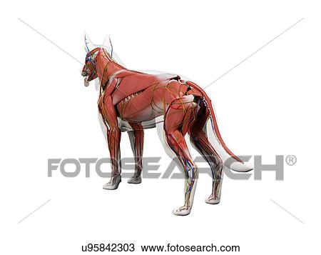 Dog anatomy, illustration View Large Photo Image Stock Image - Dog anatomy, illustration. Fotosearch