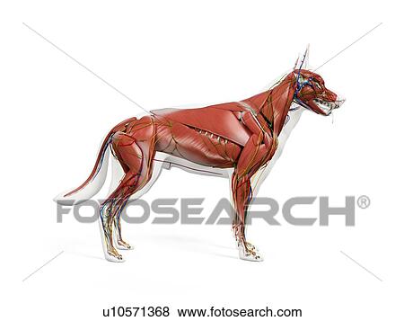 Stock Photo - Dog anatomy, illustration. Fotosearch