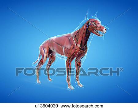 Stock Photo - Dog anatomy, illustration. Fotosearch