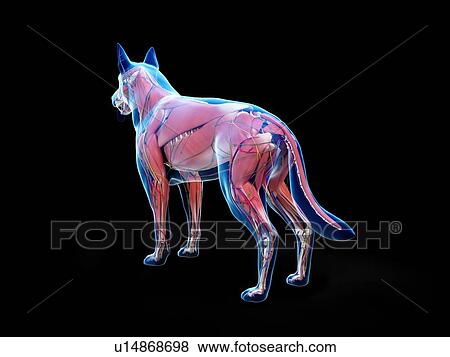 Dog anatomy, illustration View Large Photo Image Stock Photo - Dog anatomy, illustration. Fotosearch