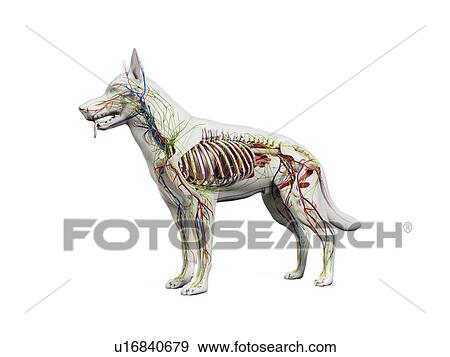 Dog anatomy, illustration View Large Photo Image Stock Photo - Dog anatomy, illustration. Fotosearch