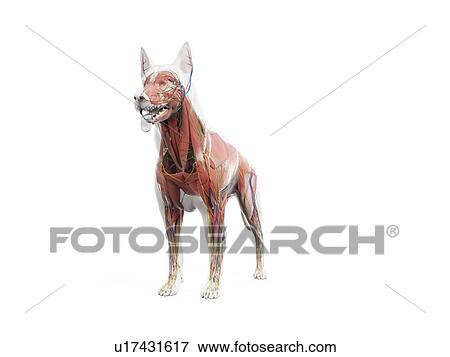 Stock Photo - Dog anatomy, illustration. Fotosearch