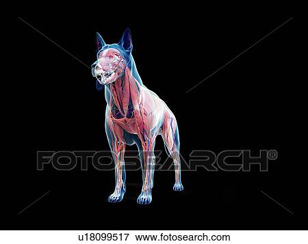 Stock Photo - Dog anatomy, illustration. Fotosearch