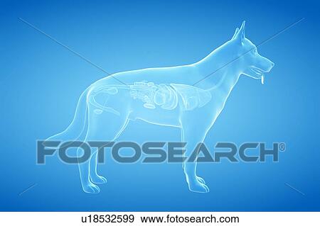 Stock Photo - Dog anatomy, illustration. Fotosearch
