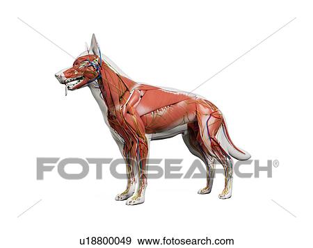 Stock Photo - Dog anatomy, illustration. Fotosearch