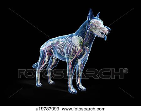 Dog anatomy, illustration View Large Photo Image Stock Photo - Dog anatomy, illustration. Fotosearch