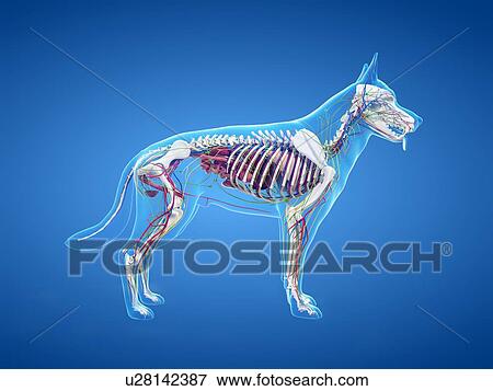 Dog anatomy, illustration View Large Photo Image Stock Photo - Dog anatomy, illustration. Fotosearch