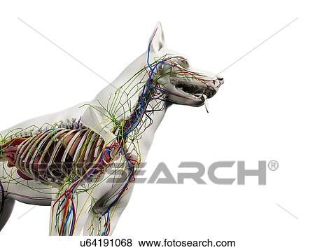 Stock Photo - Dog anatomy, illustration. Fotosearch