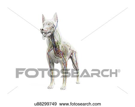 Dog anatomy, illustration View Large Photo Image Stock Photo - Dog anatomy, illustration. Fotosearch