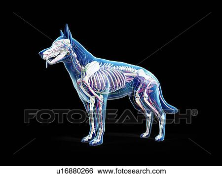 Stock Photograph - Dog anatomy, illustration. Fotosearch