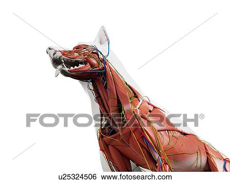 Stock Photograph - Dog anatomy, illustration. Fotosearch