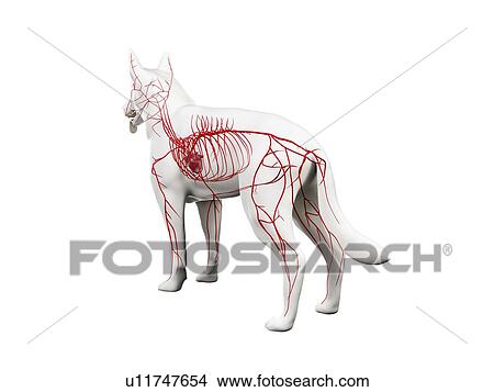 Dog arteries, illustration View Large Photo Image Picture - Dog arteries, illustration. Fotosearch