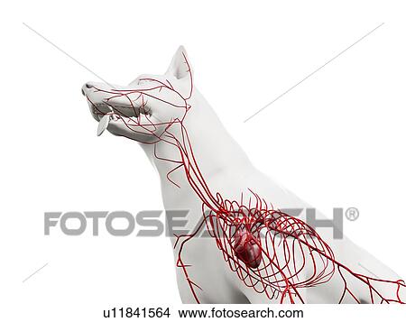 Picture - Dog arteries, illustration. Fotosearch