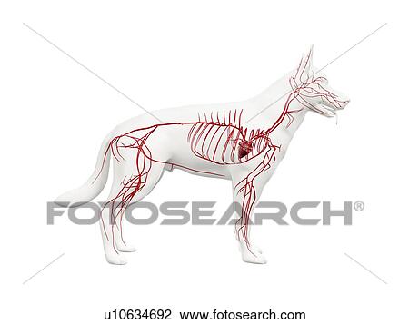 Stock Image - Dog arteries, illustration. Fotosearch