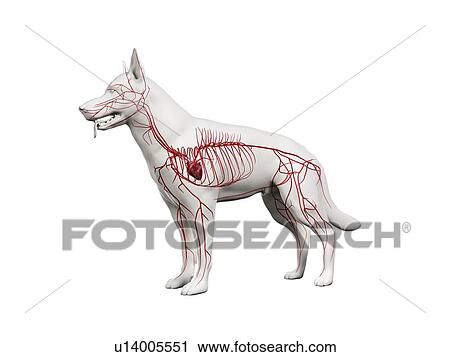 Dog arteries, illustration View Large Photo Image Stock Image - Dog arteries, illustration. Fotosearch