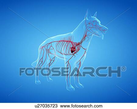 Stock Image - Dog arteries, illustration. Fotosearch