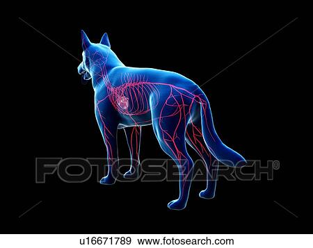 Dog arteries, illustration View Large Photo Image Stock Photo - Dog arteries, illustration. Fotosearch