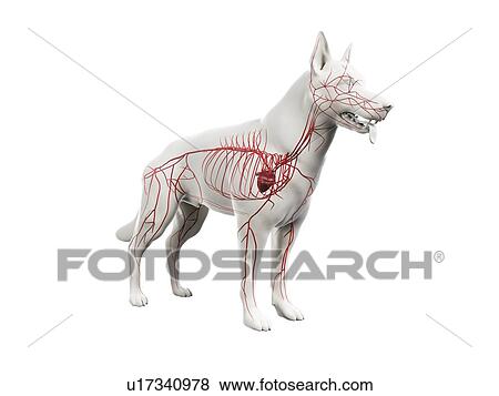 Stock Photo - Dog arteries, illustration. Fotosearch