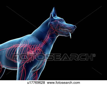 Stock Photo - Dog arteries, illustration. Fotosearch