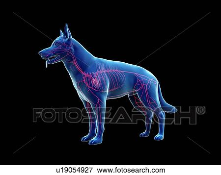 Stock Photo - Dog arteries, illustration. Fotosearch