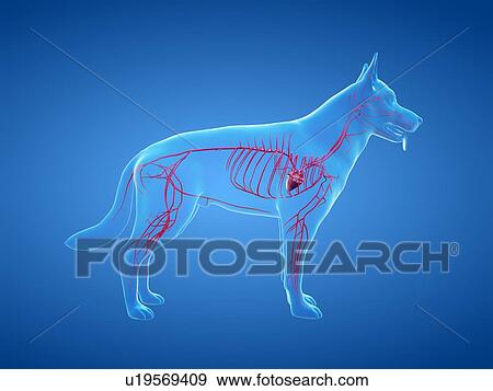 Dog arteries, illustration View Large Photo Image Stock Photo - Dog arteries, illustration. Fotosearch