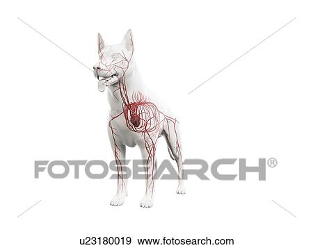 Dog arteries, illustration View Large Photo Image Stock Photo - Dog arteries, illustration. Fotosearch