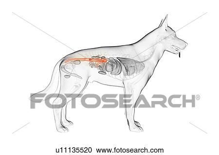 Stock Image - Dog colon, illustration. Fotosearch