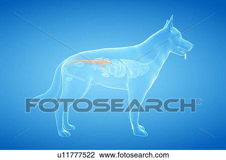 Stock Image - Dog colon, illustration. Fotosearch
