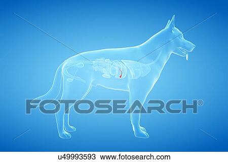 Dog gallbladder, illustration View Large Photo Image Stock Image - Dog gallbladder, illustration. Fotosearch