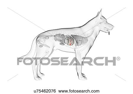 Dog gallbladder, illustration View Large Photo Image Stock Photograph - Dog gallbladder, illustration. Fotosearch