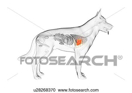 Dog heart, illustration View Large Photo Image Stock Image - Dog heart, illustration. Fotosearch