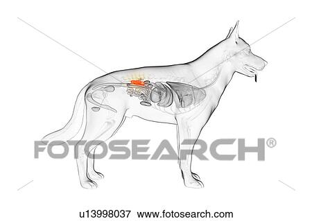 Dog kidneys, illustration View Large Photo Image Stock Photo - Dog kidneys, illustration. Fotosearch