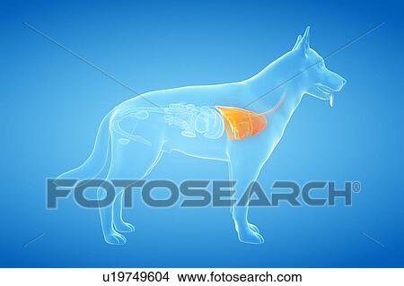 Picture - Dog lung, illustration. Fotosearch