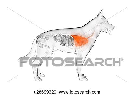 Stock Image - Dog lung, illustration. Fotosearch