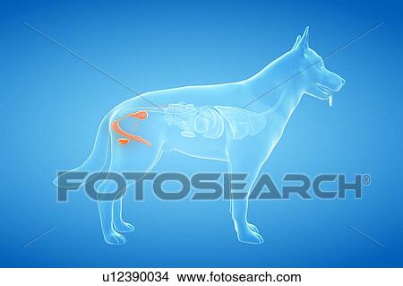 Picture - Dog male reproductive organs, illustration. Fotosearch