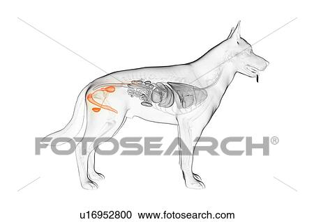 Dog male reproductive organs, illustration View Large Photo Image Stock Image - Dog male reproductive organs, illustration. Fotosearch
