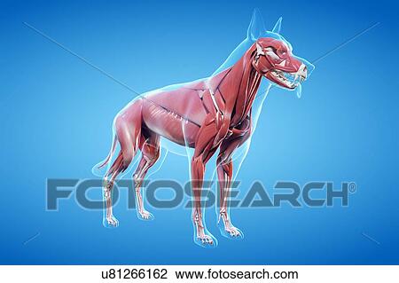 Stock Image - Dog musculature, illustration. Fotosearch