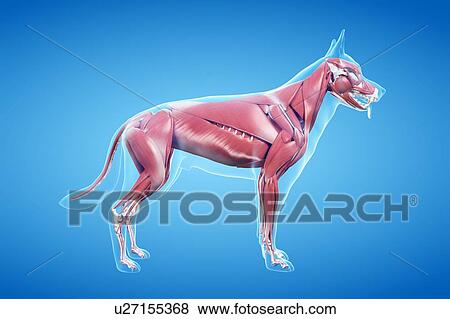 Stock Photo - Dog musculature, illustration. Fotosearch