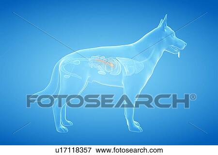 Stock Photo - Dog pancreas, illustration. Fotosearch