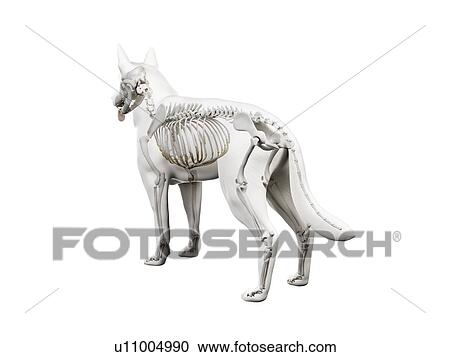 Stock Image - Dog skeleton, illustration. Fotosearch