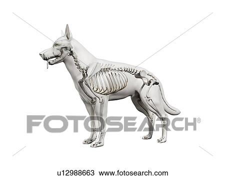 Dog skeleton, illustration View Large Photo Image Stock Image - Dog skeleton, illustration. Fotosearch