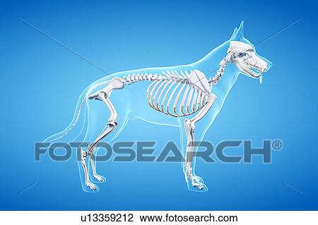 Stock Image - Dog skeleton, illustration. Fotosearch