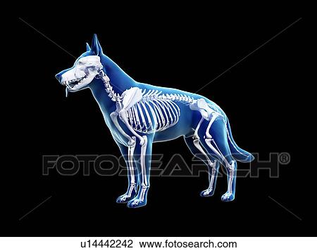 Dog skeleton, illustration View Large Photo Image Stock Image - Dog skeleton, illustration. Fotosearch