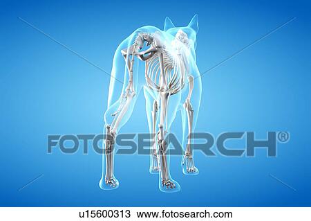 Stock Image - Dog skeleton, illustration. Fotosearch