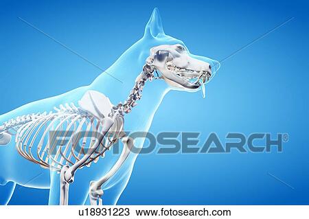Stock Image - Dog skeleton, illustration. Fotosearch