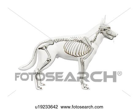 Stock Image - Dog skeleton, illustration. Fotosearch