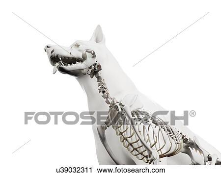 Stock Image - Dog skeleton, illustration. Fotosearch